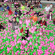 Image for article titled The world's largest ball pit has a whopping one million balls in it